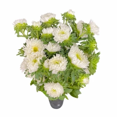 Astra CHINENSIS BUTTONS WHITE