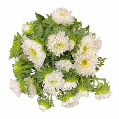 Astra CHINENSIS BUTTONS WHITE