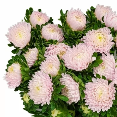 Astra CHINENSIS JULES PINK