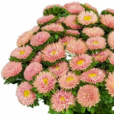 Astra CHINENSIS MATSUMOTO ABRIKOOS