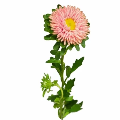 Astra CHINENSIS MATSUMOTO ABRIKOOS