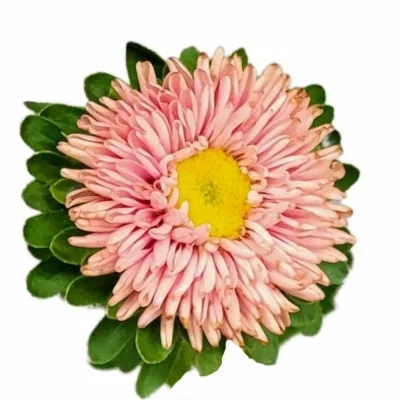 Astra CHINENSIS MATSUMOTO ABRIKOOS 45cm