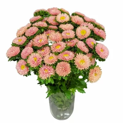 Astra CHINENSIS MATSUMOTO ABRIKOOS