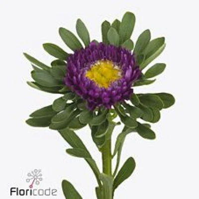 Astra CHINENSIS MILAN PURPLE 55 cm