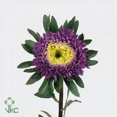 Astra CHINENSIS MATADOR DEEPBLUE 50cm