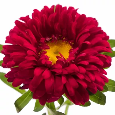 Astra Čínská DONKER ROOT 50cm