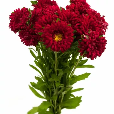 Astra Čínská DONKER ROOT 50cm