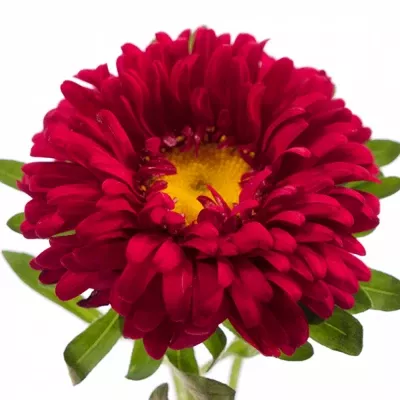 Astra Čínská DONKER ROOT 50cm