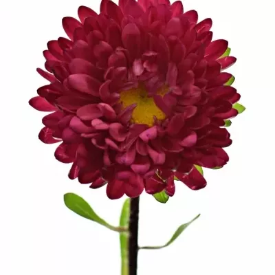 Astra chinensis MATSUMOTO SCHARLAKEN 70cm