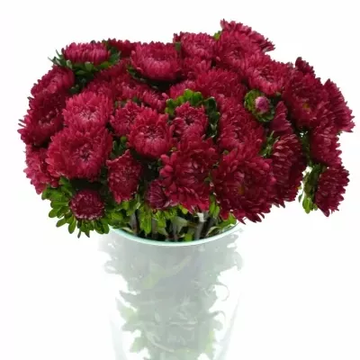 Astra čínská MATSUMOTO MIX