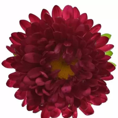 Astra čínská MATSUMOTO MIX