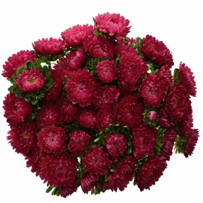 Astra čínská MATSUMOTO MIX