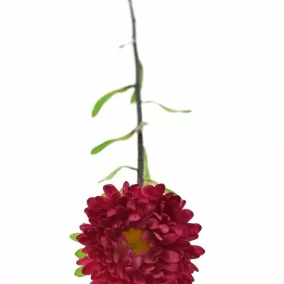 Astra čínská MATSUMOTO MIX