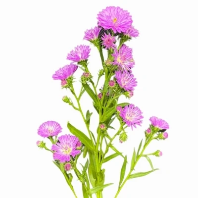 Astra DOUBLE DATE CARMINE