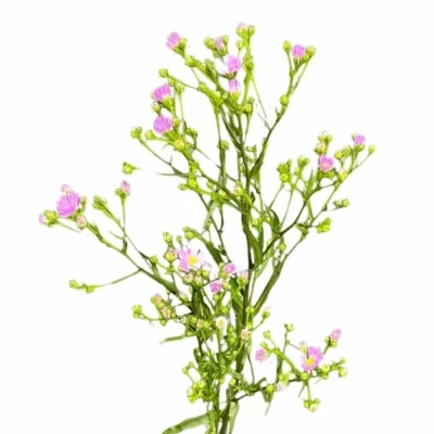 Astra TEENY TINY PINK