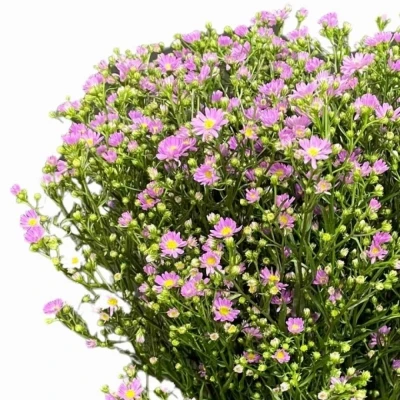 Astra TEENY TINY PINK 50 cm / 15 g