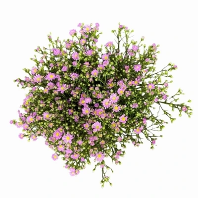 Astra TEENY TINY PINK