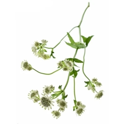 ASTRANTIA BILLION STARS