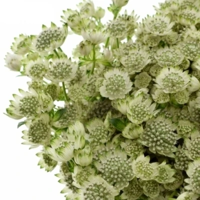 ASTRANTIA BILLION STARS