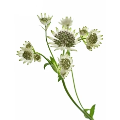 ASTRANTIA BILLION STARS 70cm