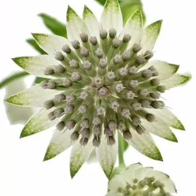 Astrantia BILLION STARS