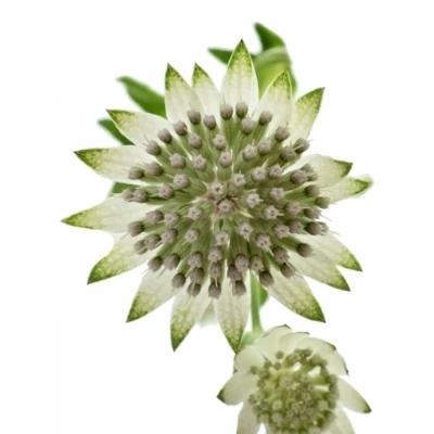 ASTRANTIA BILLION STARS