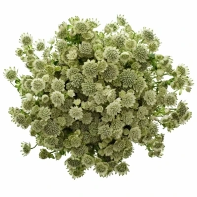 ASTRANTIA BILLION STARS