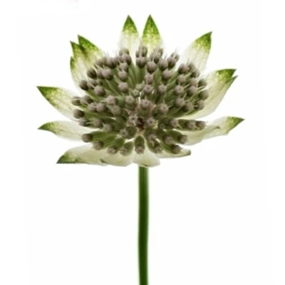 ASTRANTIA BILLION STARS