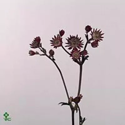 ASTRANTIA CLARET 50cm
