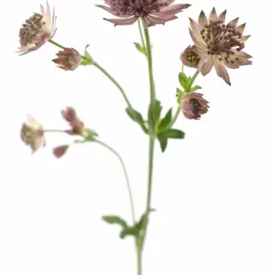 ASTRANTIA ROMA