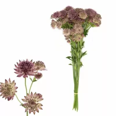 ASTRANTIA ROMA