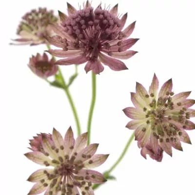 ASTRANTIA ROMA