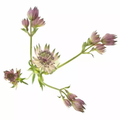 Astrantia STAR OF AFRICA