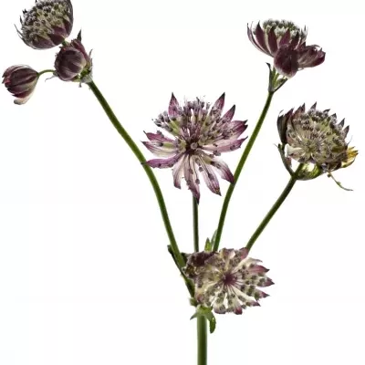 Astrantie STAR OF BEAUTY 40cm