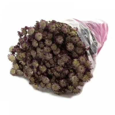 Astrantia STAR OF LOVE