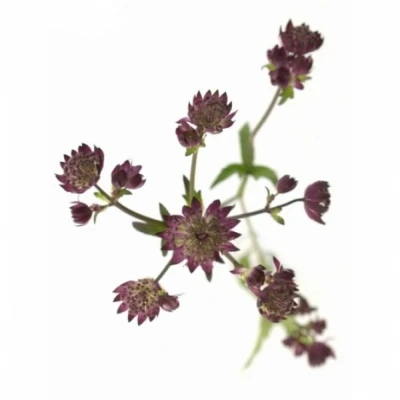 Astrantia STAR OF LOVE