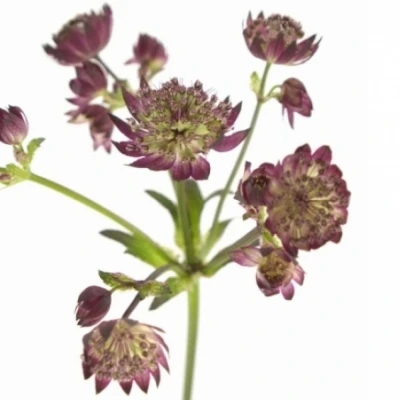 Astrantia STAR OF LOVE 50cm