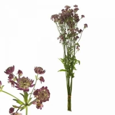 Astrantia STAR OF LOVE