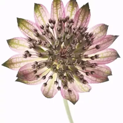 Astrantie STAR OF PROMISE 50cm