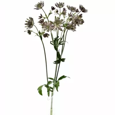 Astrantia TAR OF FLAME 70cm