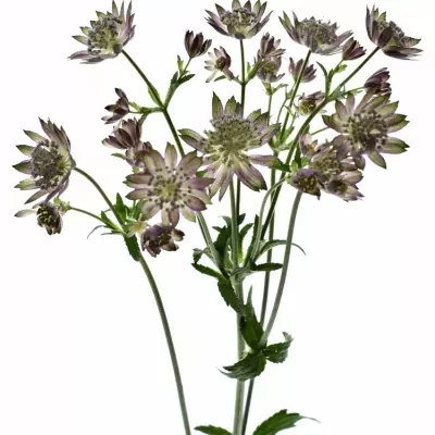 Astrantia TAR OF FLAME 70cm