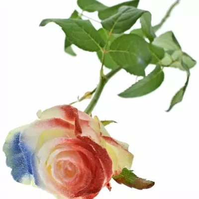 Barvená růže FLAG FRANCE/HOLLAND 60cm (L)