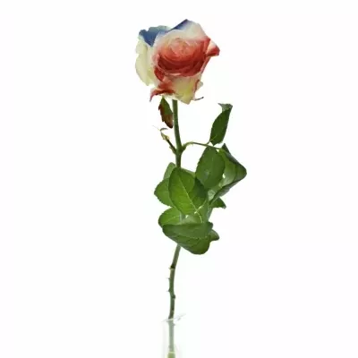 Barvená růže FLAG FRANCE/HOLLAND 60cm (L)