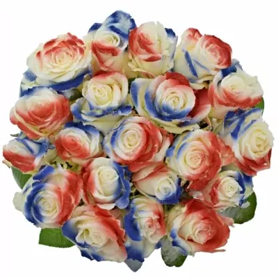 Barvená růže FLAG FRANCE/HOLLAND 60cm (L)