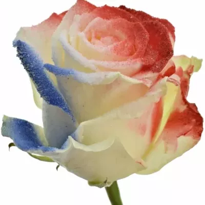 Barvená růže FLAG FRANCE/HOLLAND 60cm (L)
