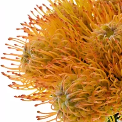 Bělosemenka CO AYOBA SUN 30cm