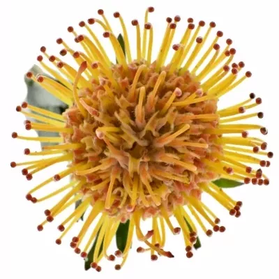 Bělosemenka CO AYOBA SUN 30cm