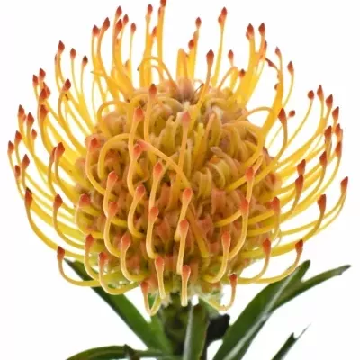 Bělosemenka CO AYOBA SUN 30cm