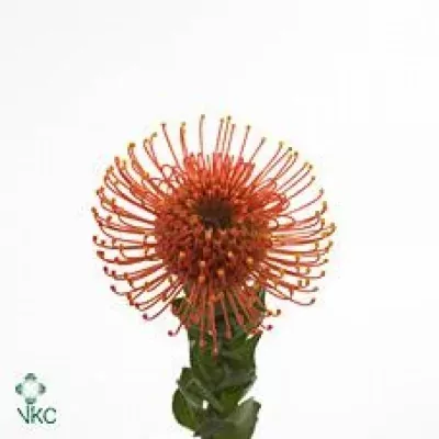 Bělosemenka CO GOLD DUST 40cm