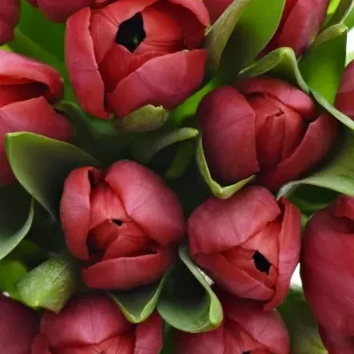 Benefice Amelie Kytice 25 tulipánů ILE DE FRANCE